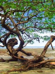 Playa Avellanas